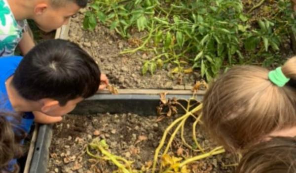 Immagini del progetto Orto in cassetta Immagini del progetto Orto in cassetta