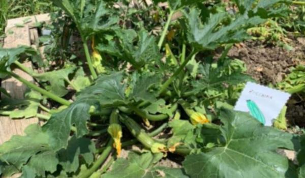 Immagini del progetto Orto in cassetta Immagini del progetto Orto in cassetta