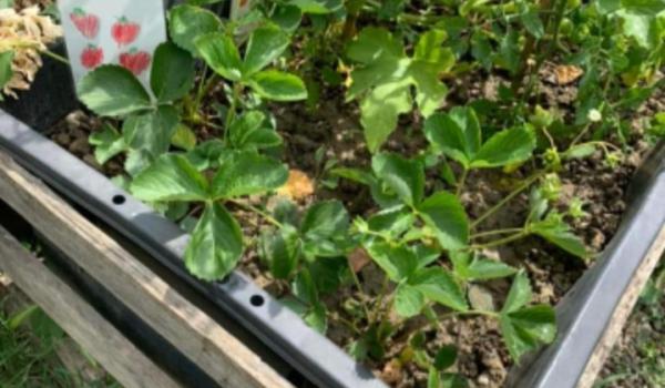 Immagini del progetto Orto in cassetta Immagini del progetto Orto in cassetta