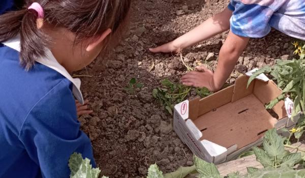 Immagini del progetto Orto in cassetta Immagini del progetto Orto in cassetta